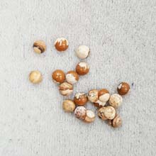 4MM ROUND CABOCHON FROSTED PICTURE JASPER CAB(20PCS/BAG)
